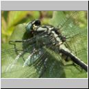 Gomphus vulgatissimus - Gemeine Keiljungfer m03.jpg